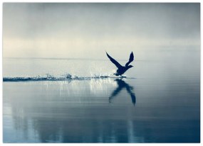 Obraz - Nury (70x50 cm)