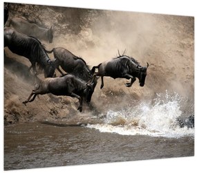 Obraz - Stado antylop gnu (70x50 cm)