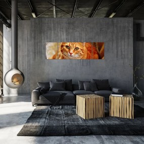 Obraz leżącego kota (170x50 cm)