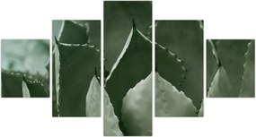 Obraz - Zielona agawa (125x70 cm)