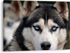 Obraz psa husky (70x50 cm)
