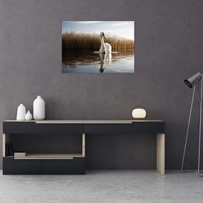 Obraz łabędzia (70x50 cm)