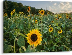 Obraz - Sunflower Field II. (70x50 cm)