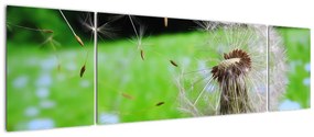 Obraz dmuchawca (170x50 cm)