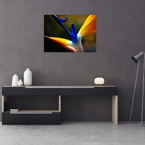 Obraz - Egzotyczny kwiat (70x50 cm)