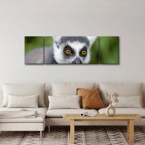 Obraz lemura (170x50 cm)