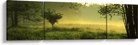 Obraz - Budzący się las (170x50 cm)