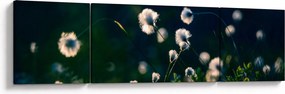 Obraz - Trawa (170x50 cm)