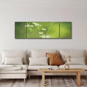 Obraz stokrotek (170x50 cm)