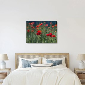 Obraz na szkle - Łąka z makami (70x50 cm)