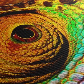 Obraz - Kameleon (70x50 cm)
