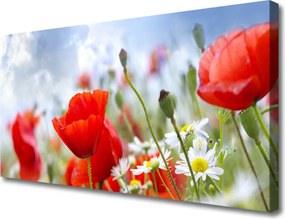 Obraz canvas Maki i Stokrotki na Łące