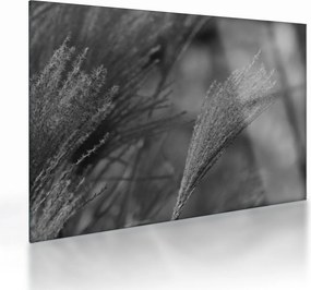 Obraz na szkle - Suszona trawa pampasowa (70x50 cm)