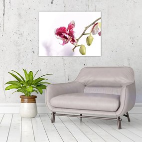 Obraz na szkle kwiatu orchidei (70x50 cm)
