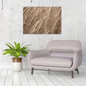 Obraz na szkle - Złote pole (70x50 cm)