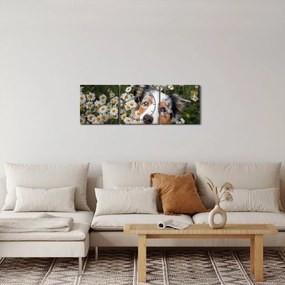 Obraz - Owczarek australijski (z zegarem) (90x30 cm)