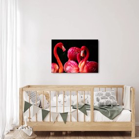 Obraz czerwonych flamingów (70x50 cm)