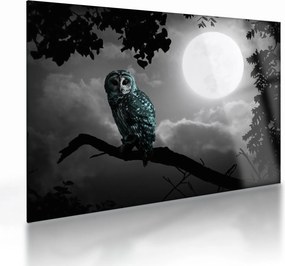 Obraz na szkle - Nocna sowa, niebieski (70x50 cm)