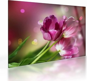 Obraz na szkle - różowe tulipany (70x50 cm)