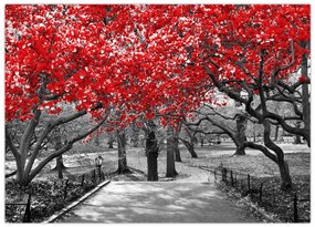 Obraz - Czerwone drzewa, Central Park, New York (70x50 cm)