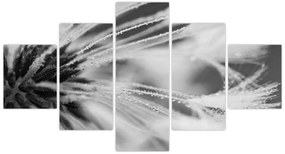Obraz - Makro, czarno - biały (125x70 cm)