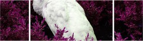 Obraz - Biały paw (170x50 cm)