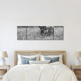 Obraz - Szkocka krowa 5, czarno - biały (170x50 cm)