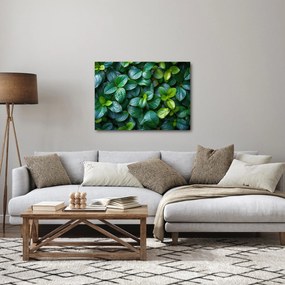 Obraz - Rośliny zielone (70x50 cm)