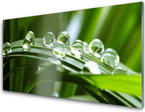 Panel Szklany do Kuchni Krople Rosy na Źdźbłach