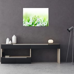 Obraz - Przebiśniegi (70x50 cm)