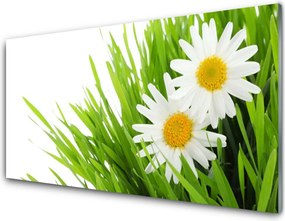 Szkło Dekoracyjne do Kuchni Urok Skromnej Stokrotki