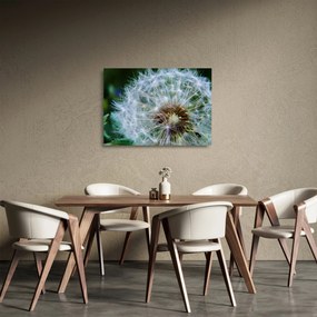 Obraz na szkle - przekwitnięty dmuchawiec (70x50 cm)