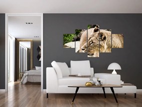 Obraz lwicy (125x70 cm)