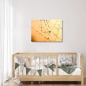 Obraz na szkle - zroszona pajęczyna (70x50 cm)