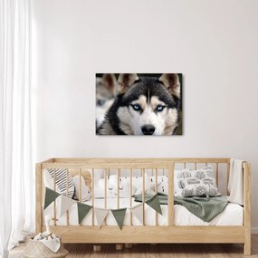 Obraz psa husky (70x50 cm)