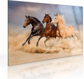 Obraz na szkle - Dzikie konie (70x50 cm)