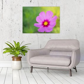 Obraz na szkle - polny kwiat (70x50 cm)
