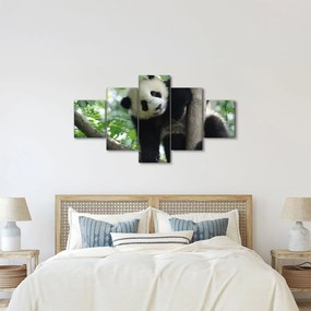 Obraz - Panda na drzewie (125x70 cm)