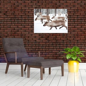 Obraz na szkle - Renifer (70x50 cm)