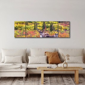 Obraz - Renifer tundrowy (170x50 cm)