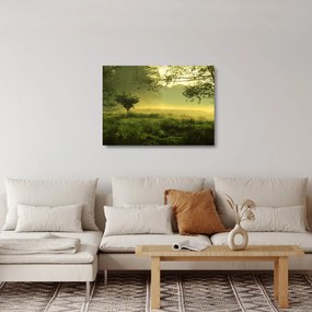 Obraz na szkle - Budzący się las (70x50 cm)