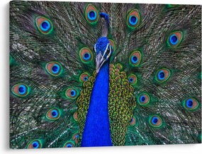 Obraz - Paw (70x50 cm)
