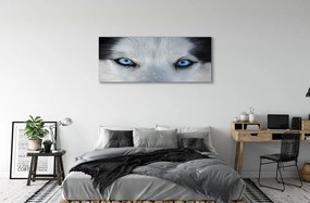 Obraz drukowany na płótnie Przenikliwe Oczy Wilka