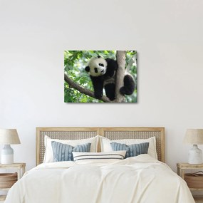 Obraz - Panda na drzewie (70x50 cm)