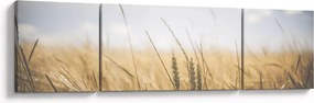 Obraz ziarna (170x50 cm)
