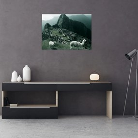 Obraz na szkle - Lamy w Machu Picchu w Peru (70x50 cm)