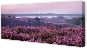 Obraz drukowany na płótnie Pole Wrzosów