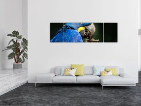 Obraz papugi (170x50 cm)