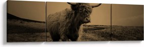 Obraz - Szkocka krowa na wolności (170x50 cm)