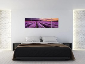 Obraz - Pole lawendy o zachodzie słońca (170x50 cm)
